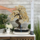 20" Tall Citrine Gemstone Tree on an Amethyst Base, 540 gems #5406CI-019 - Brazil GemsBrazil Gems20" Tall Citrine Gemstone Tree on an Amethyst Base, 540 gems #5406CI-019Gemstone Trees5406CI-019