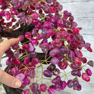 20" Tall Pink Agate Gemstone Tree w/ Amethyst base, 540 gems #5406PA-006 - Brazil GemsBrazil Gems20" Tall Pink Agate Gemstone Tree w/ Amethyst base, 540 gems #5406PA-006Gemstone Trees5406PA-006