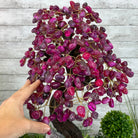 20" Tall Pink Agate Gemstone Tree w/ Amethyst base, 540 gems #5406PA-006 - Brazil GemsBrazil Gems20" Tall Pink Agate Gemstone Tree w/ Amethyst base, 540 gems #5406PA-006Gemstone Trees5406PA-006