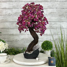 20" Tall Pink Agate Gemstone Tree w/ Amethyst base, 540 gems #5406PA-006 - Brazil GemsBrazil Gems20" Tall Pink Agate Gemstone Tree w/ Amethyst base, 540 gems #5406PA-006Gemstone Trees5406PA-006