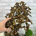 20" Tall Tiger's Eye Gemstone Tree on an Amethyst base, 540 gems #5406TE-001 - Brazil GemsBrazil Gems20" Tall Tiger's Eye Gemstone Tree on an Amethyst base, 540 gems #5406TE-001Gemstone Trees5406TE-001