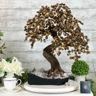 20" Tall Tiger's Eye Gemstone Tree on an Amethyst base, 540 gems #5406TE-001 - Brazil GemsBrazil Gems20" Tall Tiger's Eye Gemstone Tree on an Amethyst base, 540 gems #5406TE-001Gemstone Trees5406TE-001