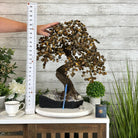 20" Tall Tiger's Eye Gemstone Tree on an Amethyst base, 540 gems #5406TE-001 - Brazil GemsBrazil Gems20" Tall Tiger's Eye Gemstone Tree on an Amethyst base, 540 gems #5406TE-001Gemstone Trees5406TE-001