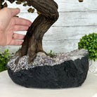 20" Tall Tiger's Eye Gemstone Tree on an Amethyst base, 540 gems #5406TE-001 - Brazil GemsBrazil Gems20" Tall Tiger's Eye Gemstone Tree on an Amethyst base, 540 gems #5406TE-001Gemstone Trees5406TE-001