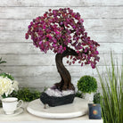 21" Tall Pink Agate Gemstone Tree w/ Amethyst base, 540 gems #5406PA-007 - Brazil GemsBrazil Gems21" Tall Pink Agate Gemstone Tree w/ Amethyst base, 540 gems #5406PA-007Gemstone Trees5406PA-007