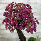 21" Tall Pink Agate Gemstone Tree w/ Amethyst base, 540 gems #5406PA-007 - Brazil GemsBrazil Gems21" Tall Pink Agate Gemstone Tree w/ Amethyst base, 540 gems #5406PA-007Gemstone Trees5406PA-007