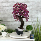 21" Tall Pink Agate Gemstone Tree w/ Amethyst base, 540 gems #5406PA-007 - Brazil GemsBrazil Gems21" Tall Pink Agate Gemstone Tree w/ Amethyst base, 540 gems #5406PA-007Gemstone Trees5406PA-007