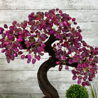 21" Tall Pink Agate Gemstone Tree w/ Amethyst base, 540 gems #5406PA-007 - Brazil GemsBrazil Gems21" Tall Pink Agate Gemstone Tree w/ Amethyst base, 540 gems #5406PA-007Gemstone Trees5406PA-007