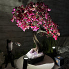 21" Tall Pink Agate Gemstone Tree w/ Amethyst base, 540 gems #5406PA-007 - Brazil GemsBrazil Gems21" Tall Pink Agate Gemstone Tree w/ Amethyst base, 540 gems #5406PA-007Gemstone Trees5406PA-007