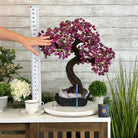 21" Tall Pink Agate Gemstone Tree w/ Amethyst base, 540 gems #5406PA-007 - Brazil GemsBrazil Gems21" Tall Pink Agate Gemstone Tree w/ Amethyst base, 540 gems #5406PA-007Gemstone Trees5406PA-007