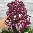 21" Tall Pink Agate Gemstone Tree w/ Amethyst base, 540 gems #5406PA-007 - Brazil GemsBrazil Gems21" Tall Pink Agate Gemstone Tree w/ Amethyst base, 540 gems #5406PA-007Gemstone Trees5406PA-007
