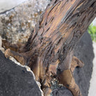 25" Tall Large Handmade Clear Quartz Gemstone Tree on an Amethyst Base, 720 gems #5407CQ-006 by Brazil Gems - Brazil GemsBrazil Gems25" Tall Large Handmade Clear Quartz Gemstone Tree on an Amethyst Base, 720 gems #5407CQ-006 by Brazil GemsGemstone Trees5407CQ-006