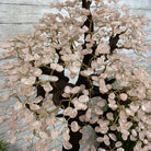 43" Tall Special Rose Quartz Gemstone Tree w/ Amethyst base, 1380 Gems, Handmade #5442RQ-001 by Brazil Gems - Brazil GemsBrazil Gems43" Tall Special Rose Quartz Gemstone Tree w/ Amethyst base, 1380 Gems, Handmade #5442RQ-001 by Brazil GemsGemstone Trees5442RQ-001