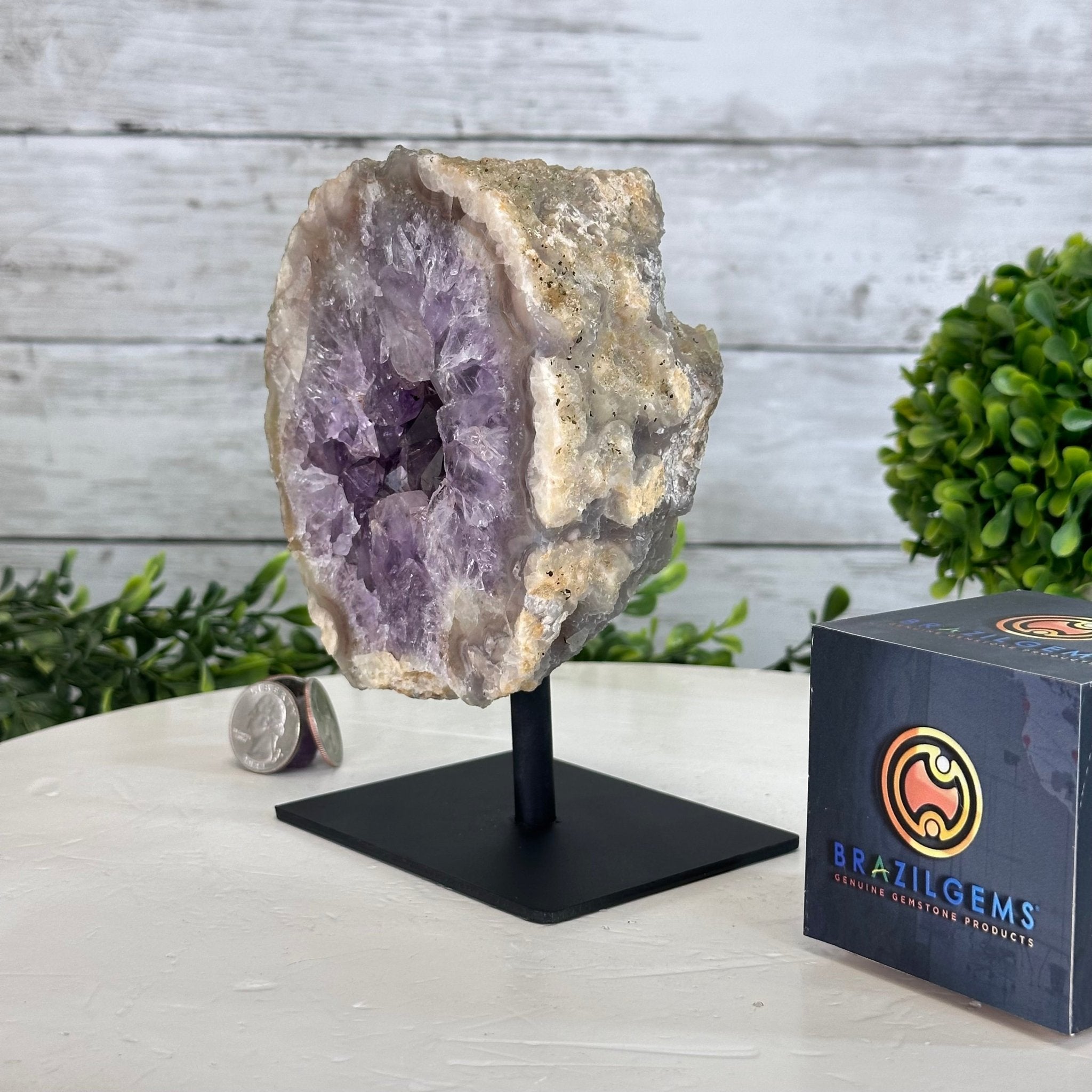 Amethyst Cluster on a Metal Base, 3.2 lbs & 6.3" Tall #5491-0168 - Brazil GemsBrazil GemsAmethyst Cluster on a Metal Base, 3.2 lbs & 6.3" Tall #5491-0168Clusters on Fixed Bases5491-0168