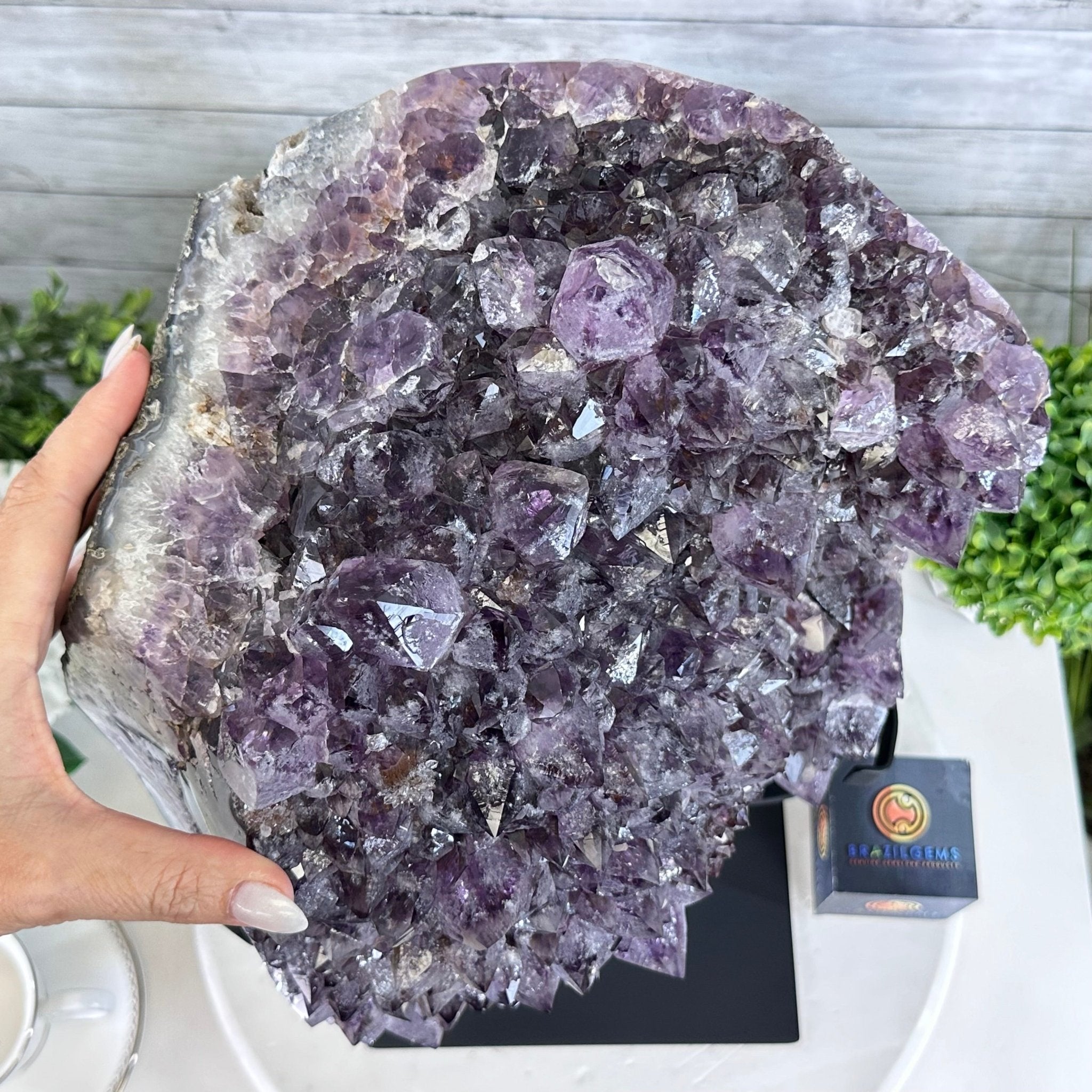 Amethyst Cluster on a Metal Base, 54.2 lbs & 16.8" Tall, #5491 - 0109 - Brazil GemsBrazil GemsAmethyst Cluster on a Metal Base, 54.2 lbs & 16.8" Tall, #5491 - 0109Clusters on Fixed Bases5491 - 0109
