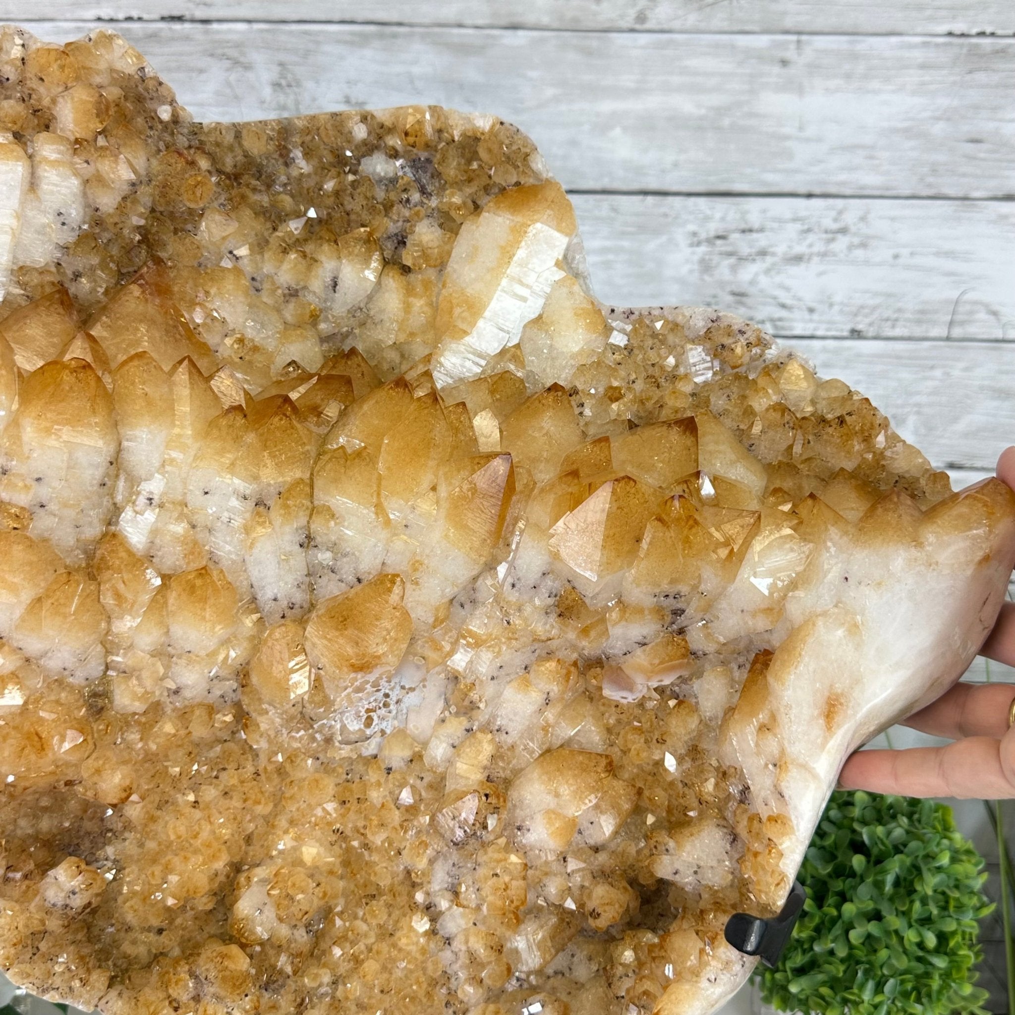 Brazilian Citrine Cluster on a Metal Stand, 37.5 lbs & 20.8" Tall #5496 - 0061 - Brazil GemsBrazil GemsBrazilian Citrine Cluster on a Metal Stand, 37.5 lbs & 20.8" Tall #5496 - 0061Clusters on Fixed Bases5496 - 0061