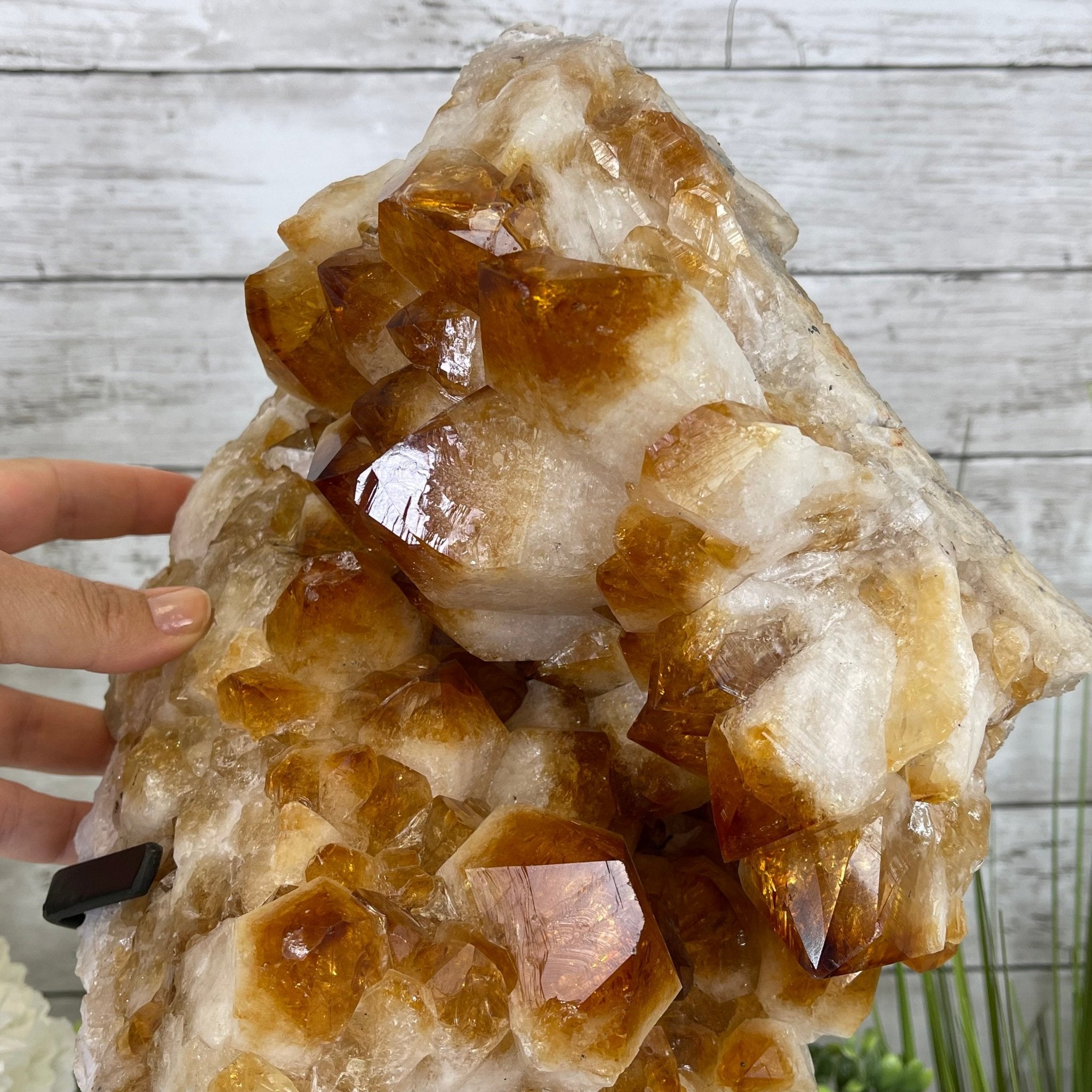 Brazilian Citrine Crystal Cluster, metal base, 26.2 lbs & 16.5" Tall Model #5496-0050 by Brazil Gems - Brazil GemsBrazil GemsBrazilian Citrine Crystal Cluster, metal base, 26.2 lbs & 16.5" Tall Model #5496-0050 by Brazil GemsClusters on Fixed Bases5496-0050