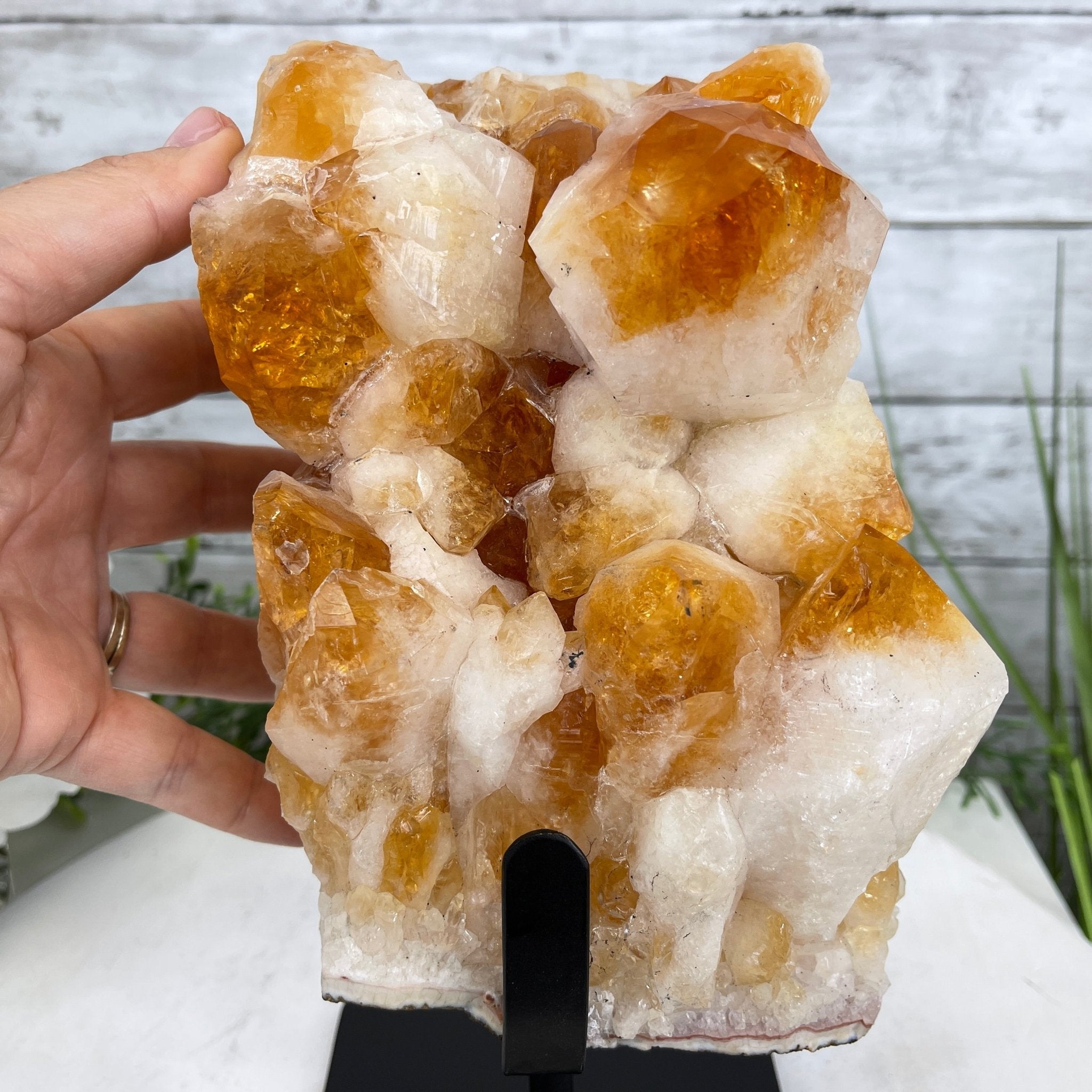 Brazilian Citrine Crystal Cluster, metal base, 9.5 lbs & 10" Tall Model #5496-0023 by Brazil Gems - Brazil GemsBrazil GemsBrazilian Citrine Crystal Cluster, metal base, 9.5 lbs & 10" Tall Model #5496-0023 by Brazil GemsClusters on Fixed Bases5496-0023