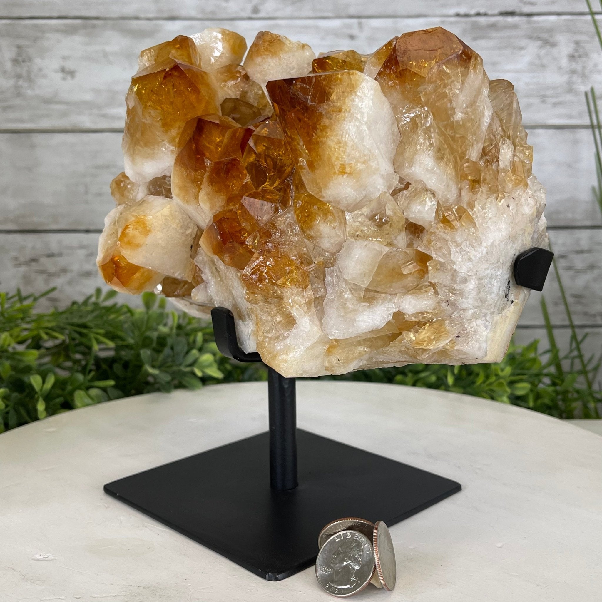 Brazilian Citrine Crystal Cluster, metal base, 9.9 lbs & 8" Tall Model #5496-0027 by Brazil Gems - Brazil GemsBrazil GemsBrazilian Citrine Crystal Cluster, metal base, 9.9 lbs & 8" Tall Model #5496-0027 by Brazil GemsClusters on Fixed Bases5496-0027