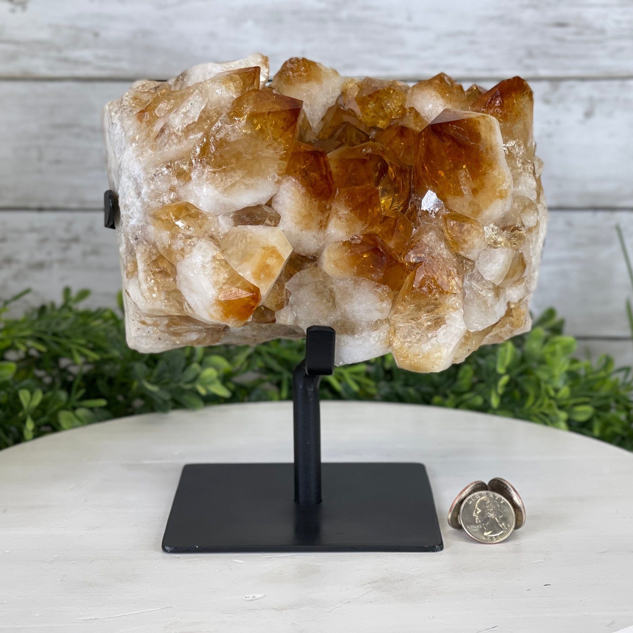 Brazilian Citrine Crystal Cluster, metal base, 9.9 lbs & 8" Tall Model #5496-0027 by Brazil Gems - Brazil GemsBrazil GemsBrazilian Citrine Crystal Cluster, metal base, 9.9 lbs & 8" Tall Model #5496-0027 by Brazil GemsClusters on Fixed Bases5496-0027