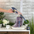 Extra Large Hand-Carved Rose Quartz Cockatoo Bird on an Amethyst Base, 18" Tall #3006-RQCAM-005 - Brazil GemsBrazil GemsExtra Large Hand-Carved Rose Quartz Cockatoo Bird on an Amethyst Base, 18" Tall #3006-RQCAM-005Crystal Birds3006-RQCAM-005