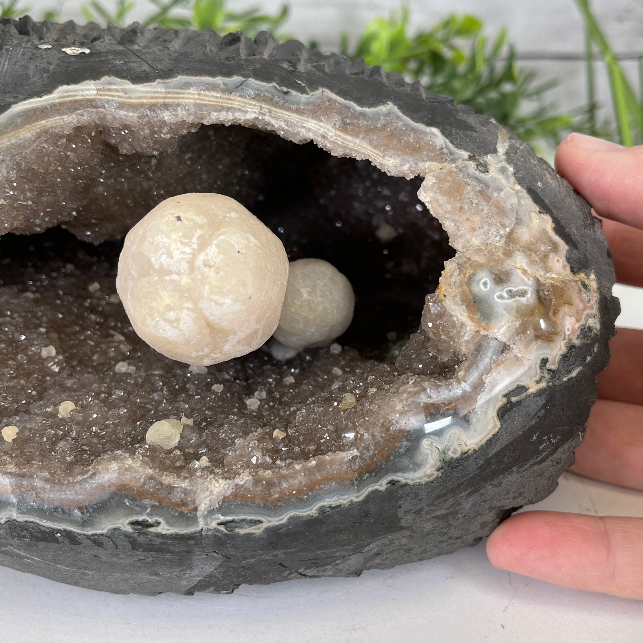 Extra Plus Quality Unique Uruguayan Amethyst Geode, 3.75” tall & 6.6 lbs #5520-0013 by Brazil Gems - Brazil GemsBrazil GemsExtra Plus Quality Unique Uruguayan Amethyst Geode, 3.75” tall & 6.6 lbs #5520-0013 by Brazil GemsClusters: Unique & Freeform5520-0013