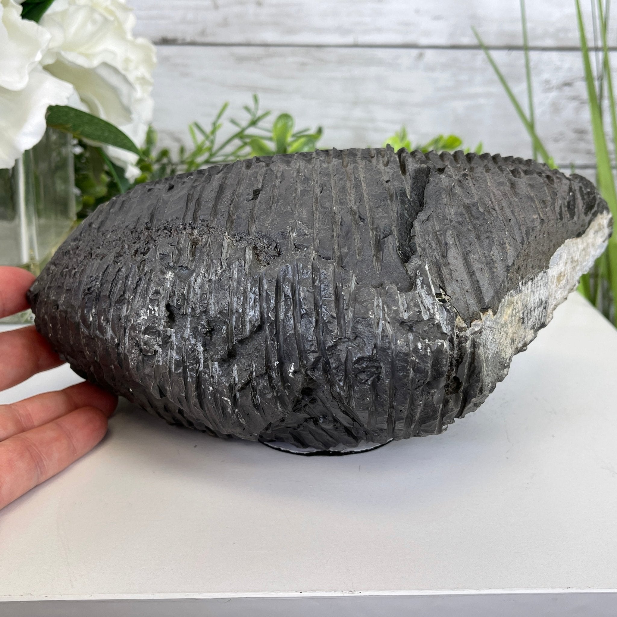 Extra Plus Quality Unique Uruguayan Amethyst Geode, 3.75” tall & 6.6 lbs #5520-0013 by Brazil Gems - Brazil GemsBrazil GemsExtra Plus Quality Unique Uruguayan Amethyst Geode, 3.75” tall & 6.6 lbs #5520-0013 by Brazil GemsClusters: Unique & Freeform5520-0013