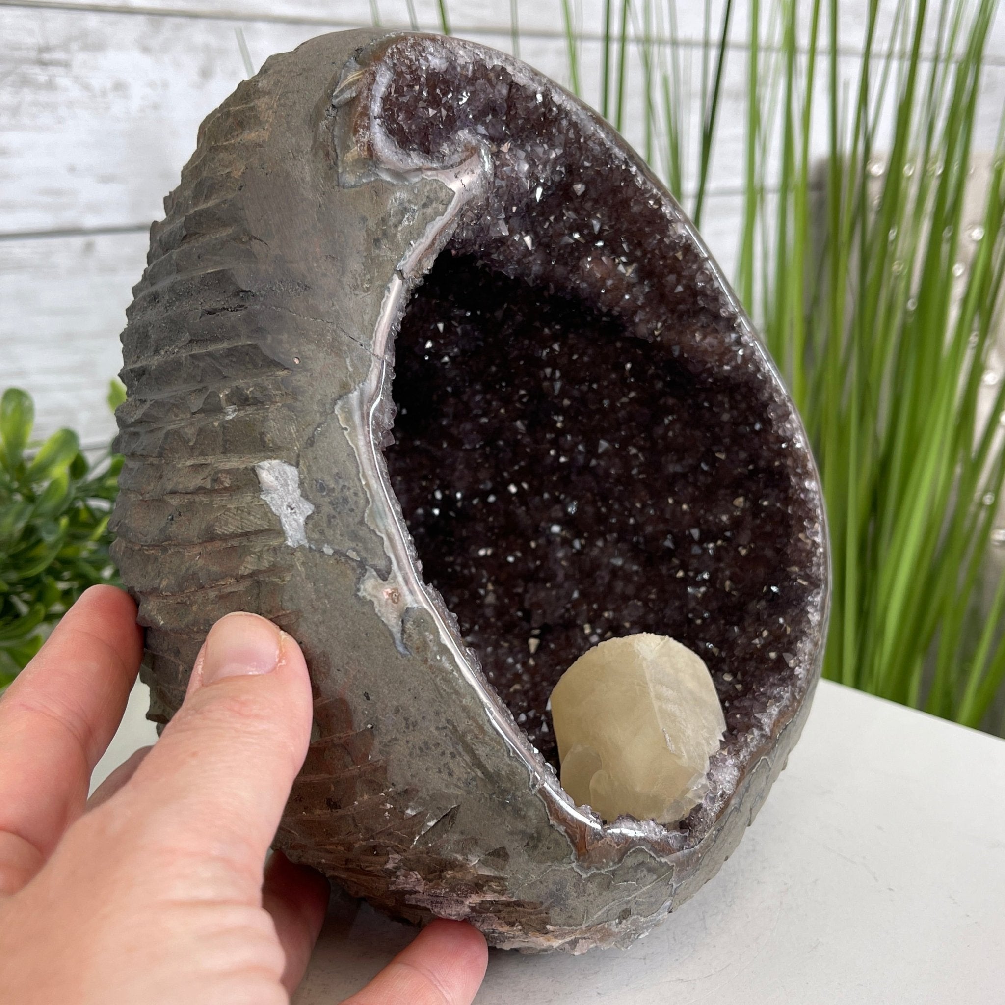 Extra Plus Quality Unique Uruguayan Amethyst Geode, 7” tall & 7.6 lbs #5520-0014 by Brazil Gems - Brazil GemsBrazil GemsExtra Plus Quality Unique Uruguayan Amethyst Geode, 7” tall & 7.6 lbs #5520-0014 by Brazil GemsClusters: Unique & Freeform5520-0014