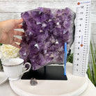 Extra Quality Amethyst Cluster on a Metal Base, 26.5 lbs & 12.2" Tall, Model #5491-0097 by Brazil Gems - Brazil GemsBrazil GemsExtra Quality Amethyst Cluster on a Metal Base, 26.5 lbs & 12.2" Tall, Model #5491-0097 by Brazil GemsClusters on Fixed Bases5491-0097
