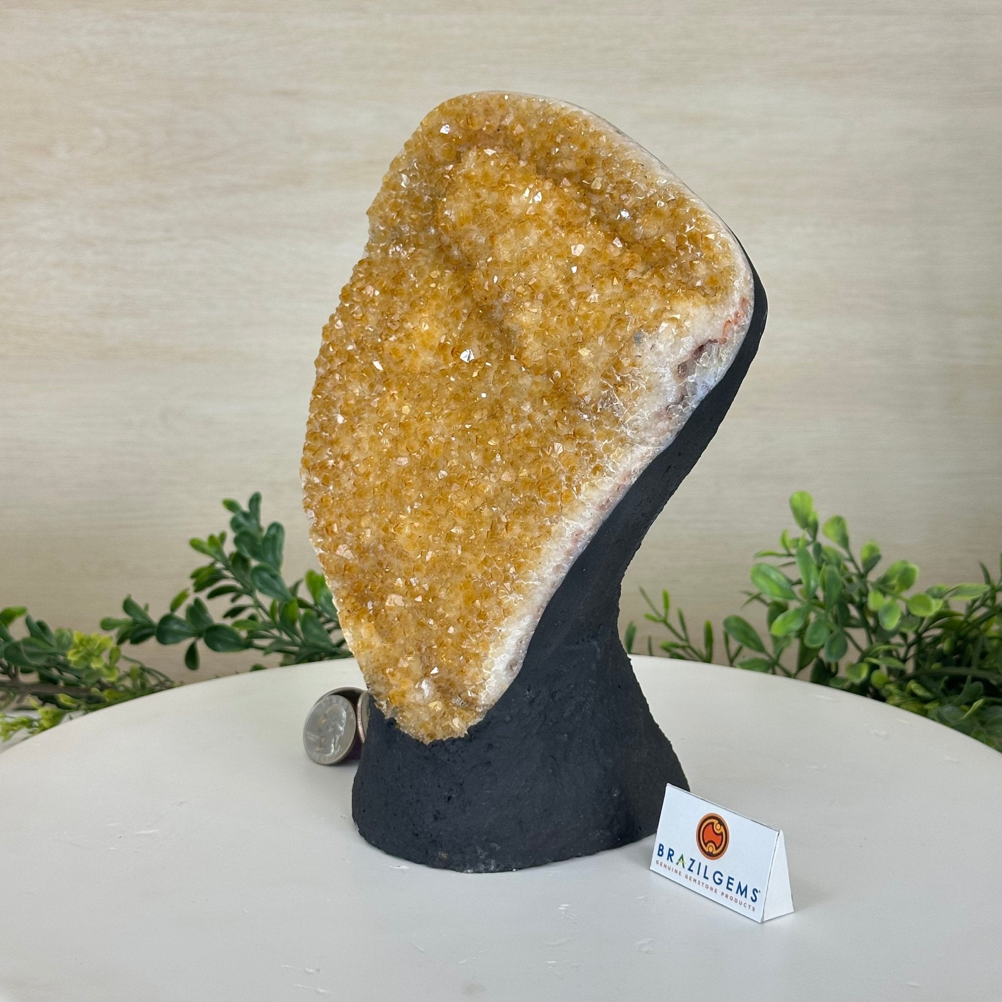 Extra Quality Citrine Cluster on Cement Base, 6.1 lbs and 8.8" Tall 5615 - 0054 - Brazil GemsBrazil GemsExtra Quality Citrine Cluster on Cement Base, 6.1 lbs and 8.8" Tall 5615 - 0054Clusters on Cement Bases5615 - 0054