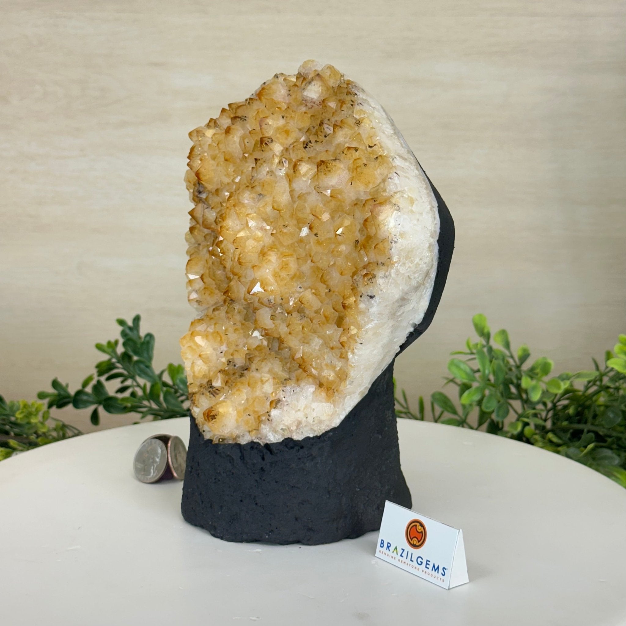Extra Quality Citrine Cluster on Cement Base, 7.9 lbs and 8.8" Tall 5615 - 0057 - Brazil GemsBrazil GemsExtra Quality Citrine Cluster on Cement Base, 7.9 lbs and 8.8" Tall 5615 - 0057Clusters on Cement Bases5615 - 0057