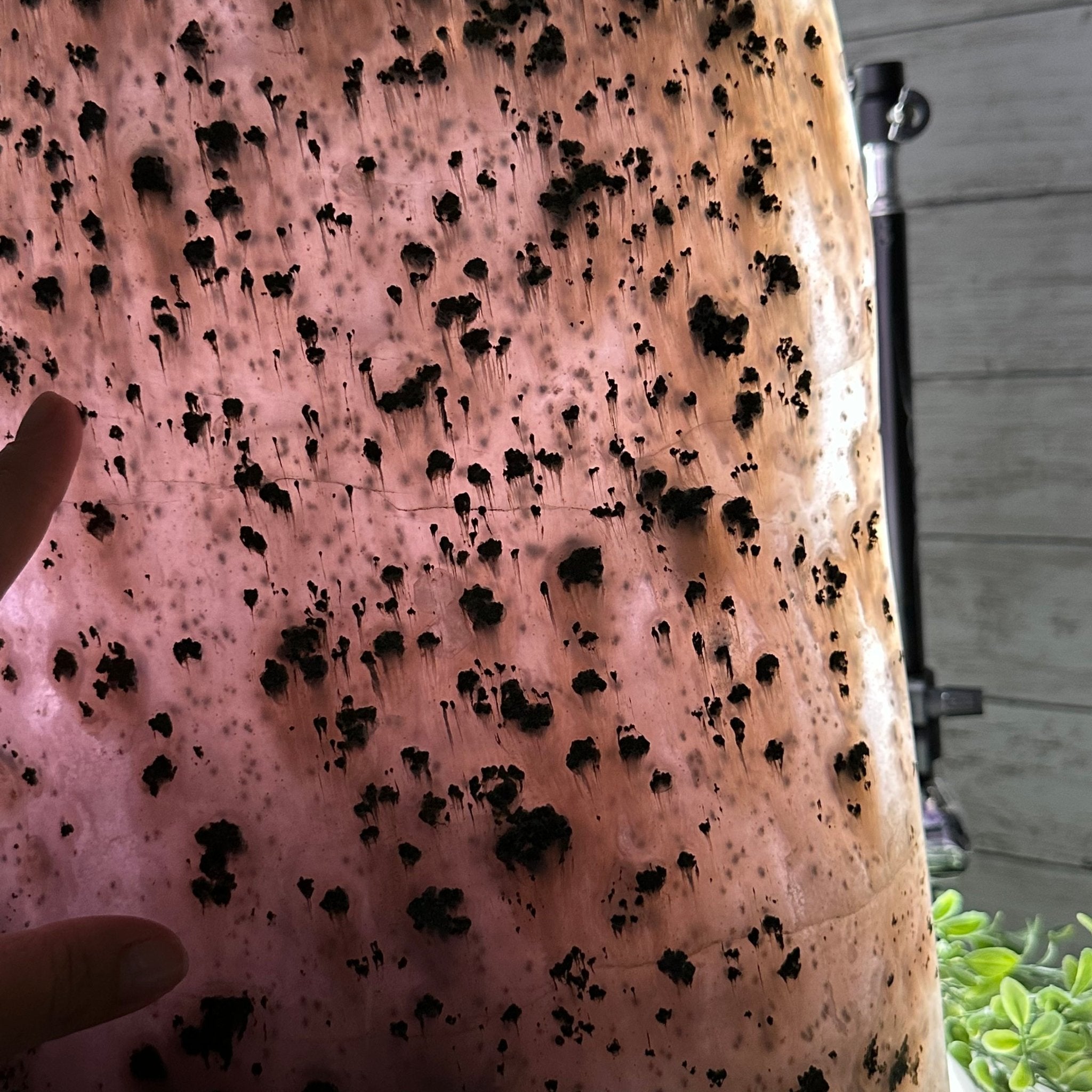 Extra Quality Polished Brazilian Amethyst Cathedral, 66.3 lbs & 16" tall Model #5602-0015 by Brazil Gems - Brazil GemsBrazil GemsExtra Quality Polished Brazilian Amethyst Cathedral, 66.3 lbs & 16" tall Model #5602-0015 by Brazil GemsPolished Cathedrals5602-0015