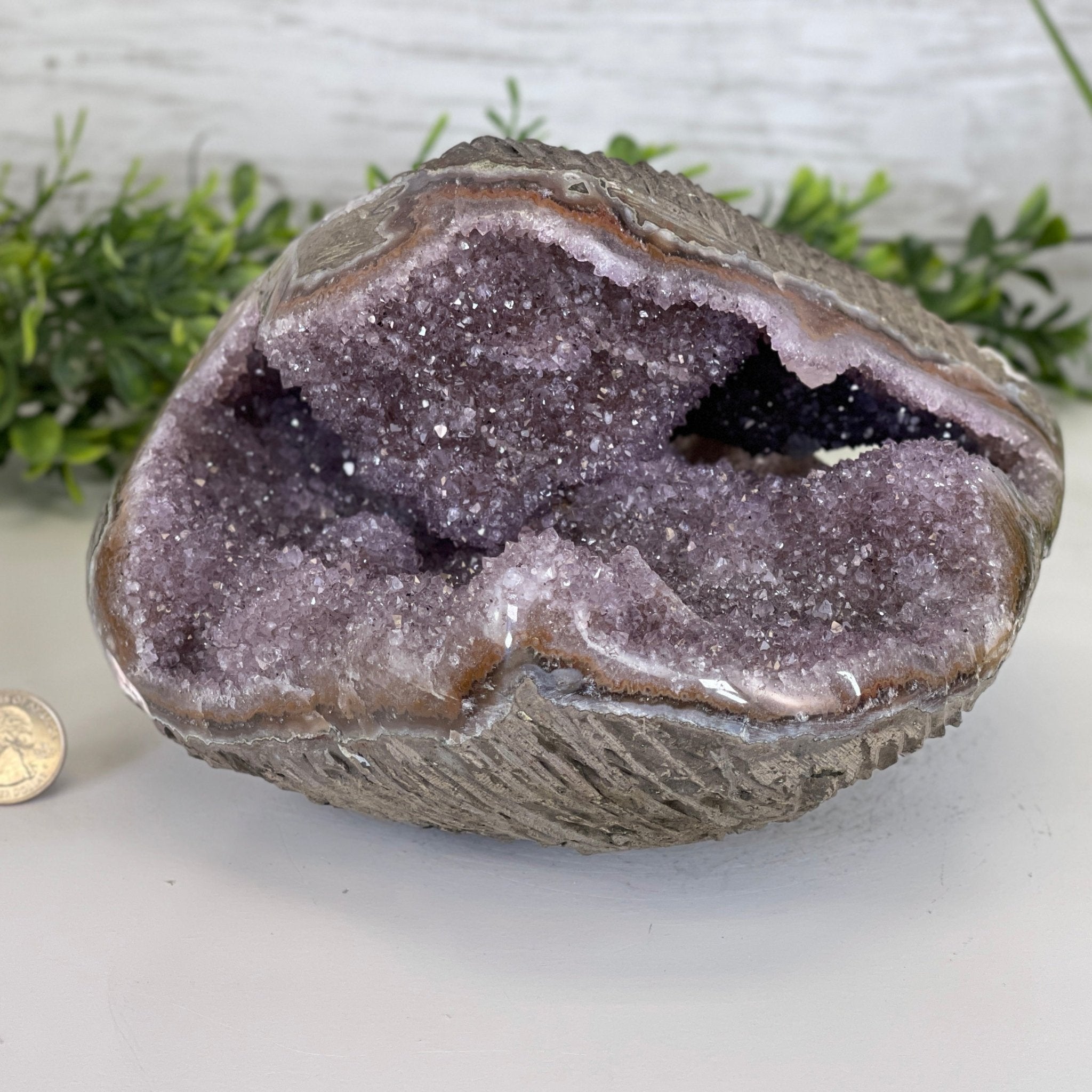Extra Quality Unique Uruguayan Amethyst Geode, 4.75” tall & 10.7 lbs #5520-0002 by Brazil Gems - Brazil GemsBrazil GemsExtra Quality Unique Uruguayan Amethyst Geode, 4.75” tall & 10.7 lbs #5520-0002 by Brazil GemsClusters: Unique & Freeform5520-0002