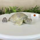Handcrafted Serpentine Turtle Carving, 2 lbs and 2.1" Tall #3901SE - 001 - Brazil GemsBrazil GemsHandcrafted Serpentine Turtle Carving, 2 lbs and 2.1" Tall #3901SE - 0013901SE - 001