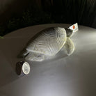 Handcrafted Serpentine Turtle Carving, 2 lbs and 2.1" Tall #3901SE - 001 - Brazil GemsBrazil GemsHandcrafted Serpentine Turtle Carving, 2 lbs and 2.1" Tall #3901SE - 0013901SE - 001