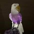 Large Hand - Carved Amethyst Eagle 7.5" Long on an Amethyst Cluster #3005 - AMEAM - 046 - Brazil GemsBrazil GemsLarge Hand - Carved Amethyst Eagle 7.5" Long on an Amethyst Cluster #3005 - AMEAM - 046Crystal Birds3005 - AMEAM - 046
