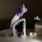 Large Hand - Carved Amethyst Parrot 8.6" Long on an Amethyst Cluster #3005 - AMPAM - 050 - Brazil GemsBrazil GemsLarge Hand - Carved Amethyst Parrot 8.6" Long on an Amethyst Cluster #3005 - AMPAM - 050Crystal Birds3005 - AMPAM - 050