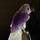 Large Hand - Carved Amethyst Parrot 8.6" Long on an Amethyst Cluster #3005 - AMPAM - 050 - Brazil GemsBrazil GemsLarge Hand - Carved Amethyst Parrot 8.6" Long on an Amethyst Cluster #3005 - AMPAM - 050Crystal Birds3005 - AMPAM - 050