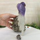 Large Hand - Carved Amethyst Parrot 9.1" Long on a Pyrite Cluster #3005 - AMPPY - 051 - Brazil GemsBrazil GemsLarge Hand - Carved Amethyst Parrot 9.1" Long on a Pyrite Cluster #3005 - AMPPY - 051Crystal Birds3005 - AMPPY - 051