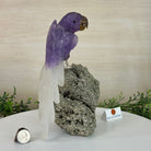 Large Hand - Carved Amethyst Parrot 9.1" Long on a Pyrite Cluster #3005 - AMPPY - 051 - Brazil GemsBrazil GemsLarge Hand - Carved Amethyst Parrot 9.1" Long on a Pyrite Cluster #3005 - AMPPY - 051Crystal Birds3005 - AMPPY - 051