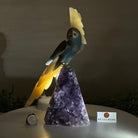 Large Hand - Carved Blue Onyx Cockatoo 11.3" Long on an Amethyst Cluster #3005 - BXCAM - 044 - Brazil GemsBrazil GemsLarge Hand - Carved Blue Onyx Cockatoo 11.3" Long on an Amethyst Cluster #3005 - BXCAM - 044Crystal Birds3005 - BXCAM - 044