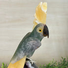 Large Hand - Carved Fluorite Cockatoo 12" Long on an Amethyst Cluster #3005 - FLCAM - 045 - Brazil GemsBrazil GemsLarge Hand - Carved Fluorite Cockatoo 12" Long on an Amethyst Cluster #3005 - FLCAM - 045Crystal Birds3005 - FLCAM - 045