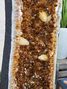 Large Super Quality Citrine Cathedral, 149.9 lbs & 39.6" Tall #5603 - 0407 - Brazil GemsBrazil GemsLarge Super Quality Citrine Cathedral, 149.9 lbs & 39.6" Tall #5603 - 0407Cathedrals5603 - 0407