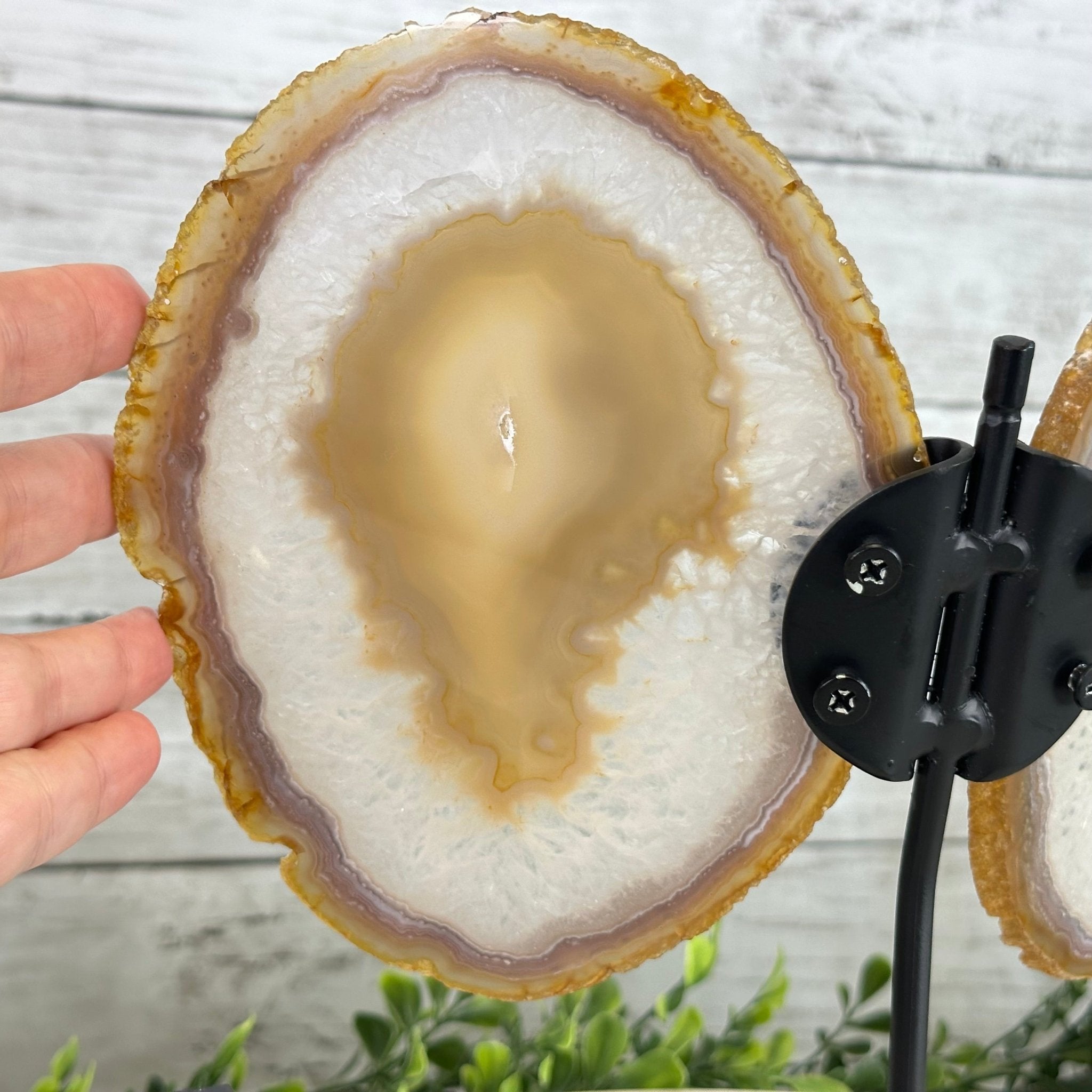 Natural Brazilian Agate "Butterfly Wings", 10.1" Tall #5050NA-121 - Brazil GemsBrazil GemsNatural Brazilian Agate "Butterfly Wings", 10.1" Tall #5050NA-121Agate Butterfly Wings5050NA-121