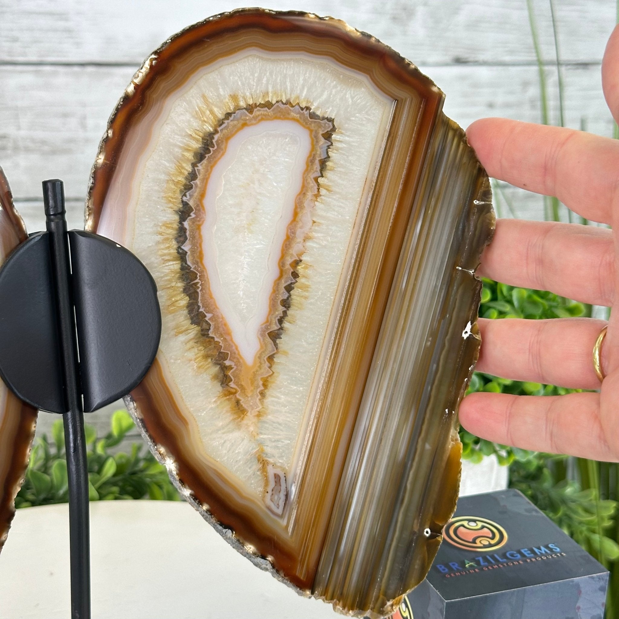 Natural Brazilian Agate "Butterfly Wings", 10.1" Tall #5050NA-130 - Brazil GemsBrazil GemsNatural Brazilian Agate "Butterfly Wings", 10.1" Tall #5050NA-130Agate Butterfly Wings5050NA-130