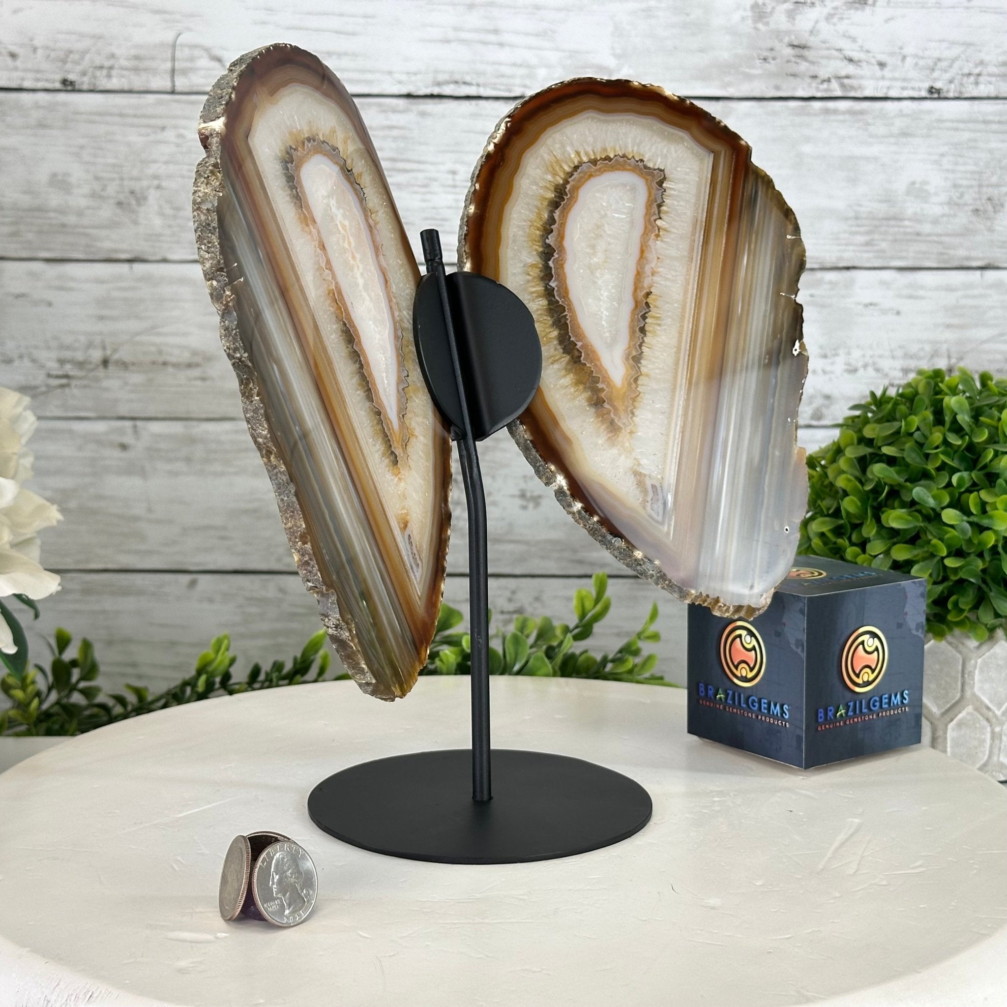 Natural Brazilian Agate "Butterfly Wings", 10.1" Tall #5050NA-130 - Brazil GemsBrazil GemsNatural Brazilian Agate "Butterfly Wings", 10.1" Tall #5050NA-130Agate Butterfly Wings5050NA-130