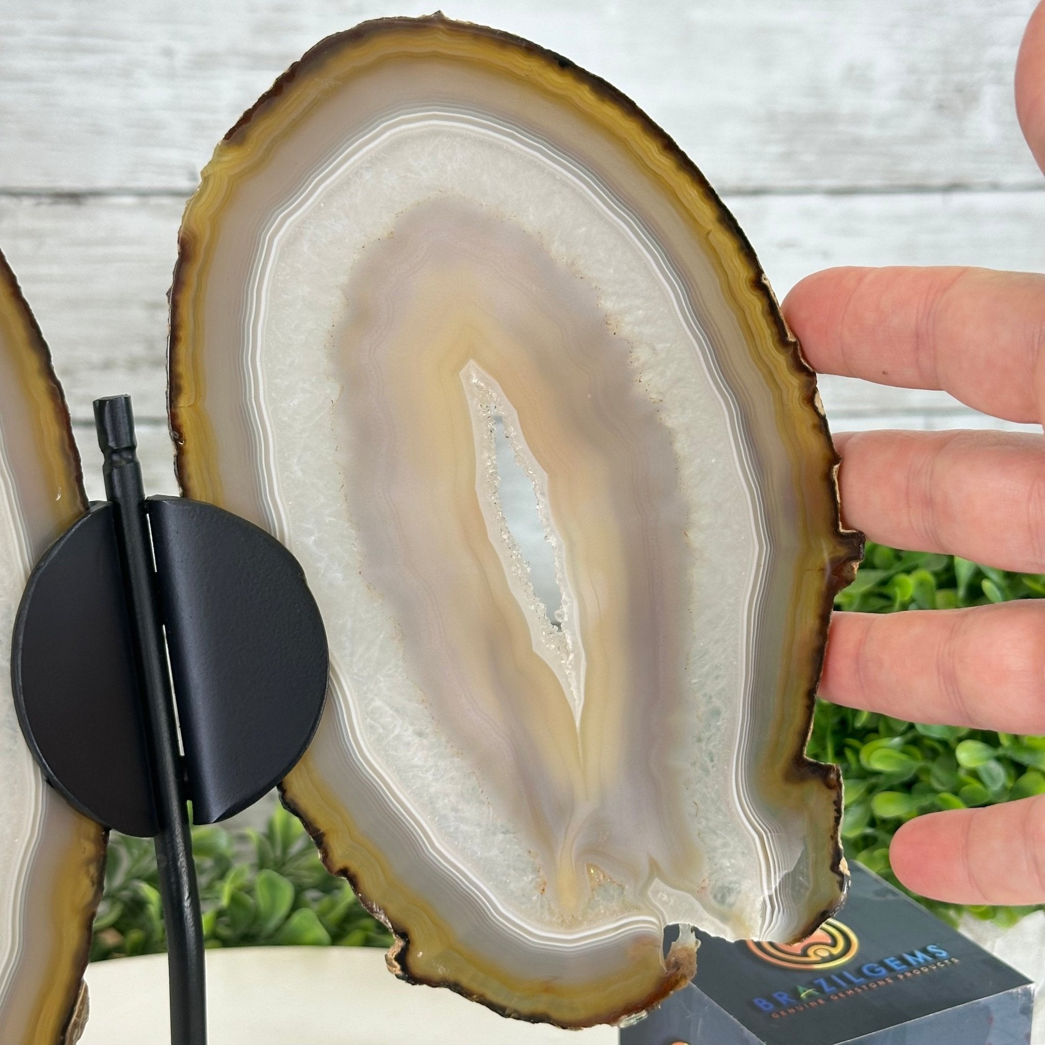 Natural Brazilian Agate "Butterfly Wings", 10.4" Tall #5050NA-118 - Brazil GemsBrazil GemsNatural Brazilian Agate "Butterfly Wings", 10.4" Tall #5050NA-118Agate Butterfly Wings5050NA-118