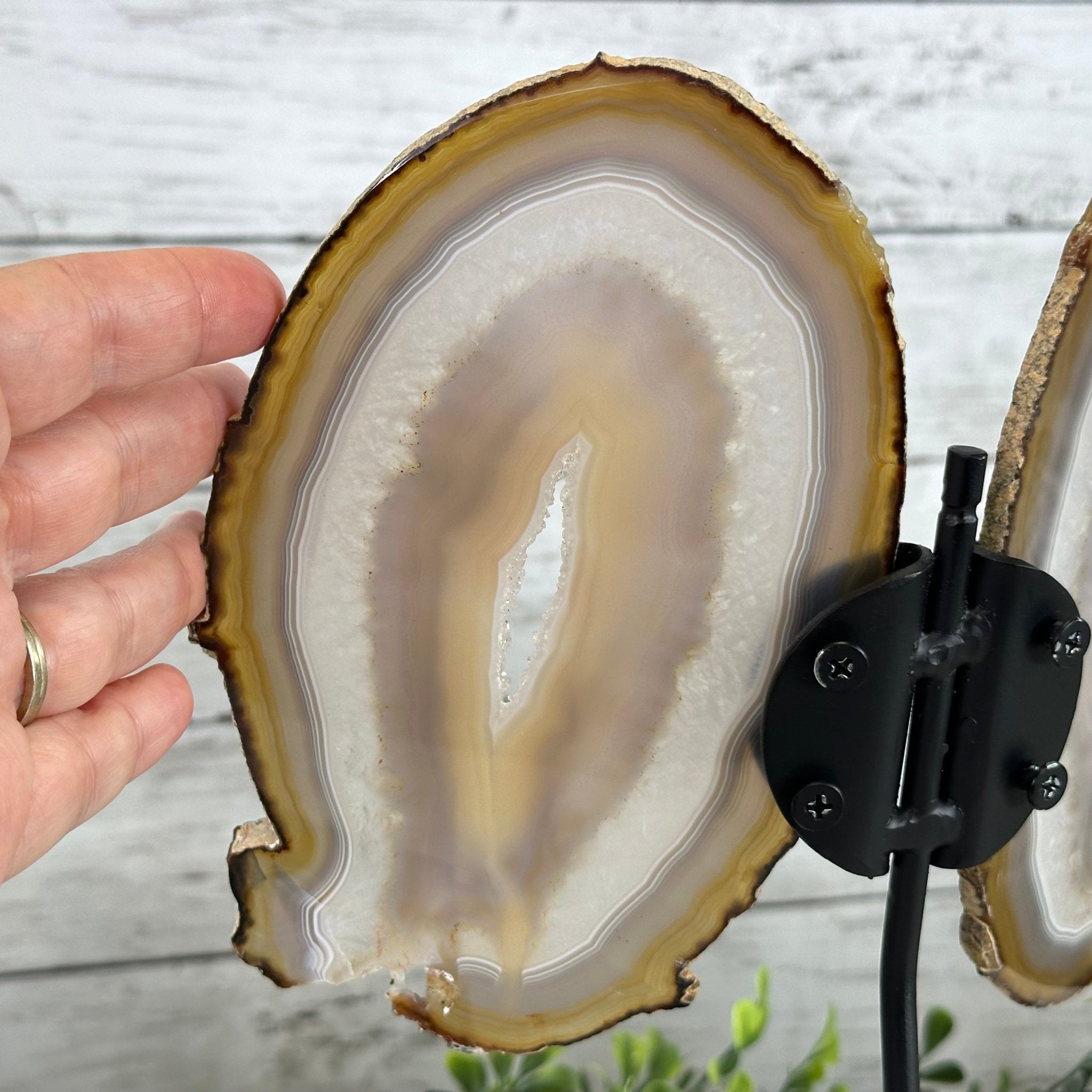 Natural Brazilian Agate "Butterfly Wings", 10.4" Tall #5050NA-118 - Brazil GemsBrazil GemsNatural Brazilian Agate "Butterfly Wings", 10.4" Tall #5050NA-118Agate Butterfly Wings5050NA-118