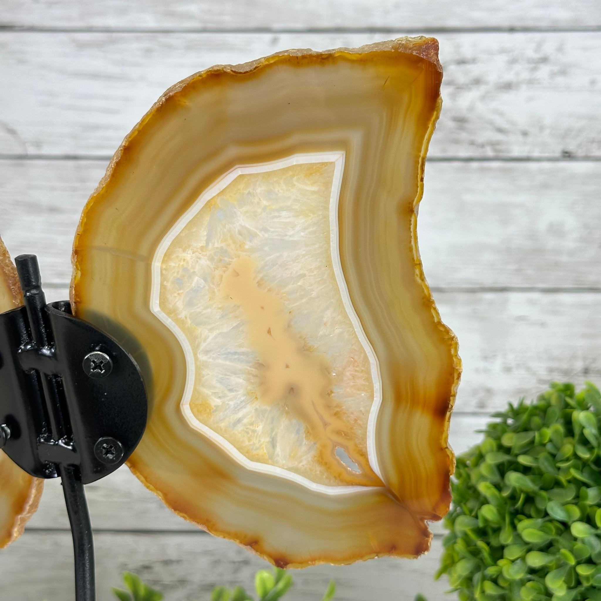 Natural Brazilian Agate "Butterfly Wings", 10.6" Tall #5050NA-122 - Brazil GemsBrazil GemsNatural Brazilian Agate "Butterfly Wings", 10.6" Tall #5050NA-122Agate Butterfly Wings5050NA-122