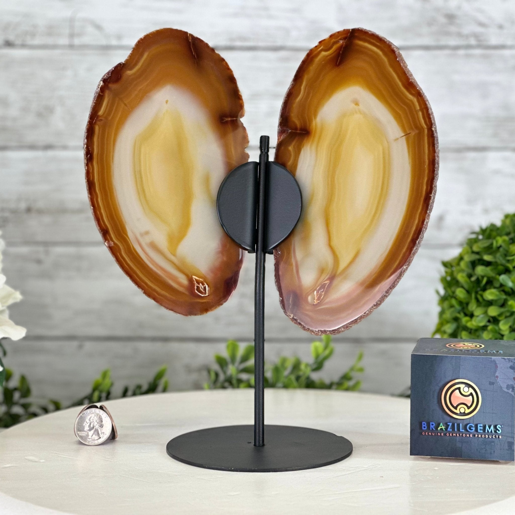 Natural Brazilian Agate "Butterfly Wings", 10.8" Tall #5050NA-120 - Brazil GemsBrazil GemsNatural Brazilian Agate "Butterfly Wings", 10.8" Tall #5050NA-120Agate Butterfly Wings5050NA-120